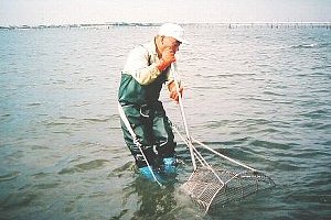 養貝事業 (アサリ漁)のイメージ